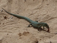 Podarcis pityusensis