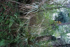 Galeola lindleyana