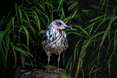 Larus armenicus