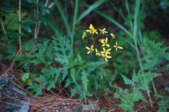 Senecio taitungensis