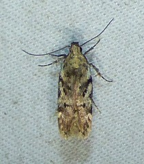 Chionodes pereyra