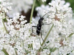 Chlorophorus sartor