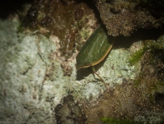 Anabunda murrayfletcheri