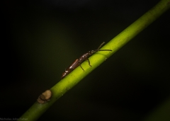 Cerobates