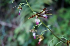 Calanthe arcuata