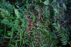Calanthe arcuata