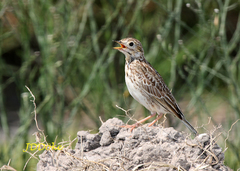 Anthus furcatus