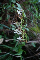 Calanthe arcuata