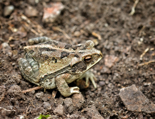 Incilius marmoreus