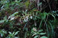 Calanthe arcuata