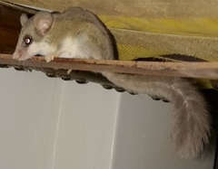 Graphiurus