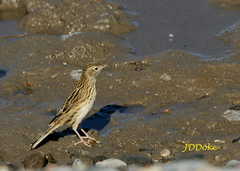 Anthus hellmayri brasilianus