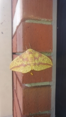 Eacles imperialis pini