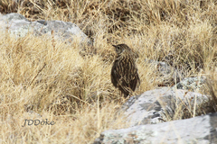 Anthus bogotensis