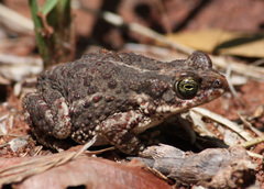 Poyntonophrynus fenoulheti