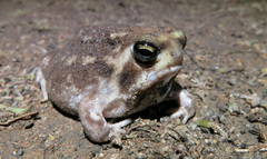 Breviceps adspersus