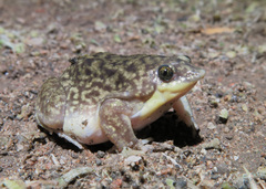 Hemisus marmoratus