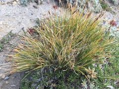 Carex micropoda