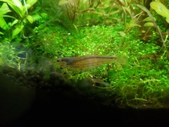 Caridina multidentata