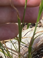 Petrorhagia prolifera