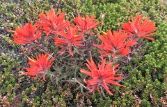 Castilleja rupicola