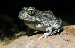 Tomopterna krugerensis