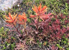 Castilleja rupicola