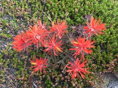 Castilleja rupicola