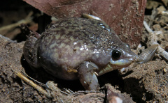 Hemisus marmoratus