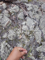 Cleistogenes kitagawae