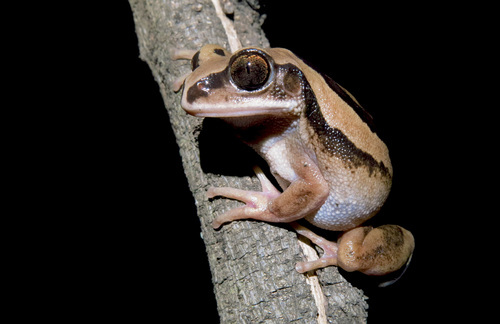 Brown-backed Tree Frog, Leptopelis mossambicus