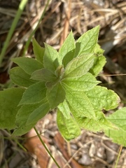 Lysimachia quadrifolia