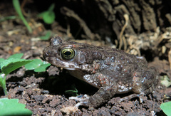 Poyntonophrynus fenoulheti