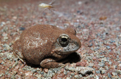 Tomopterna marmorata
