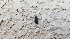 Apatides fortis