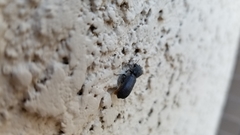 Apatides fortis