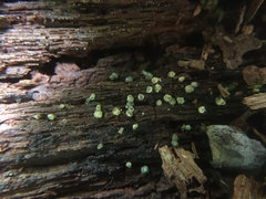 Trichoderma gelatinosum