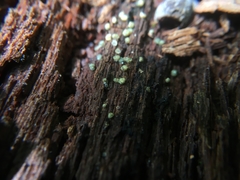 Trichoderma gelatinosum