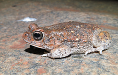 Sclerophrys pusilla