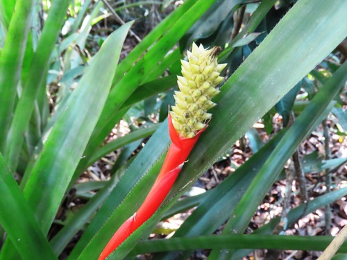 Aechmea robertoseidelii · NaturaLista Mexico