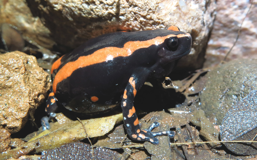 Banded Rubber Frog (Phrynomantis bifasciatus)
