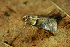 Acrobasis tumidana