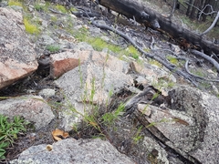 Cleistogenes kitagawae