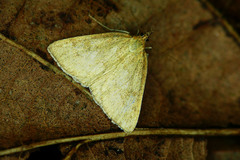 Psammotis pulveralis