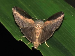 Ercheia cyllaria