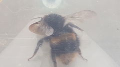 Bombus