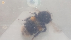 Bombus