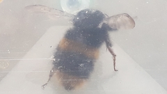 Bombus