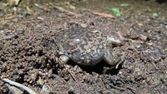 Hemisus marmoratus