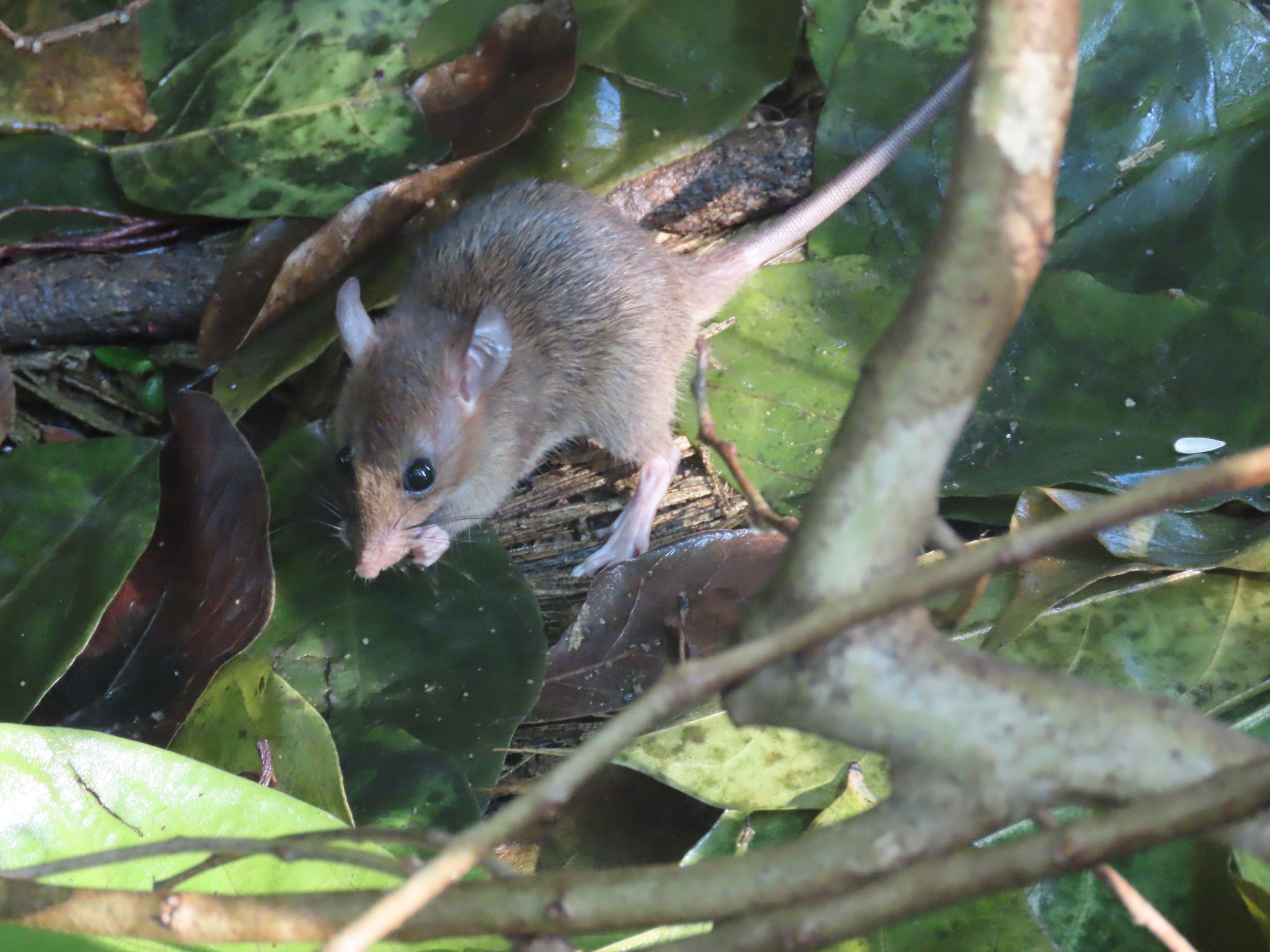 Annandale's Sundaic Rat